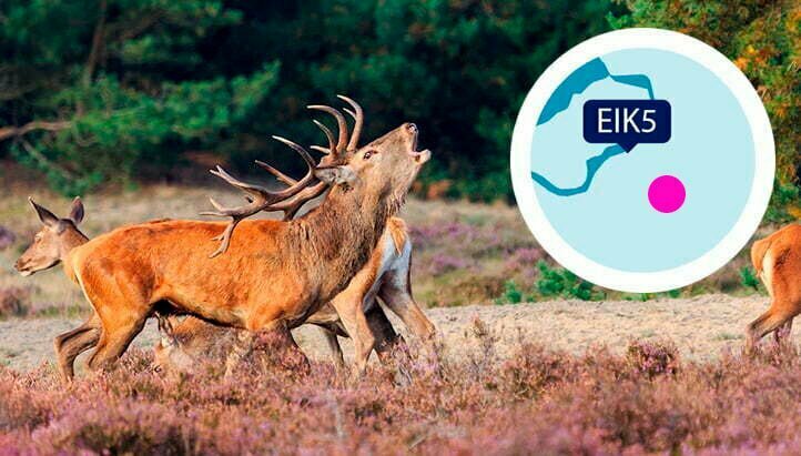 Vakantiehuis Eik5 aan het Veluwemeer ligt vlakbij natuurgebied de Veluwe.